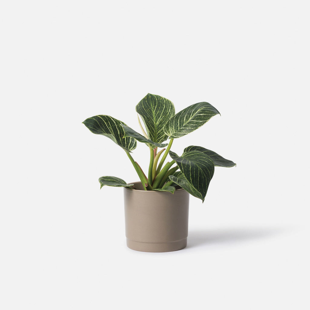 Grow Plant Pot